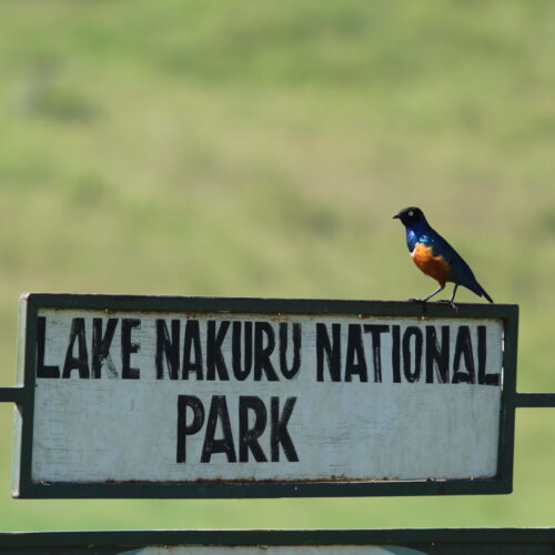 Lake Nakuru Birding Tour