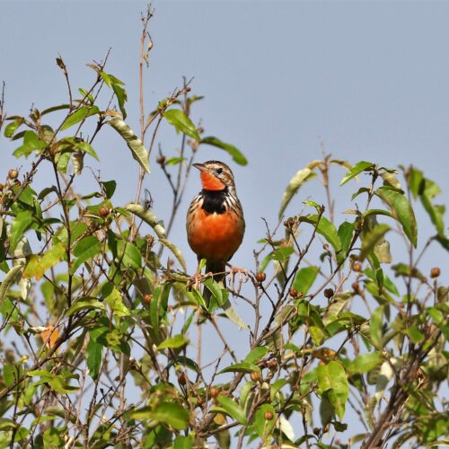 Kenya Birding