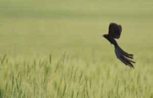 Nairobi National Park Birding Tour