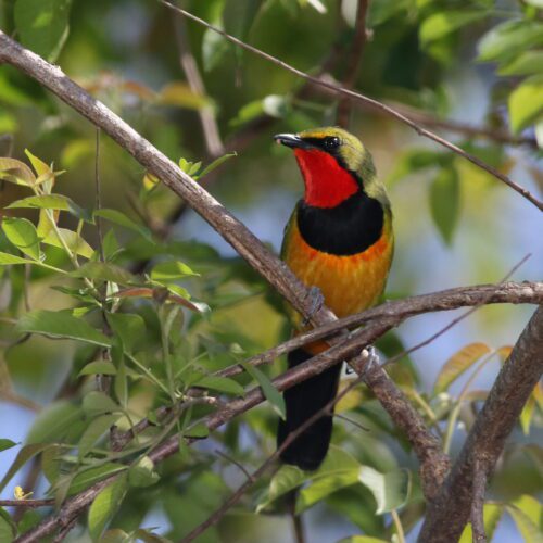 Tanzania Endemics Birding Tour