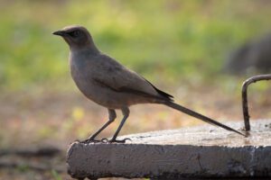 Tanzania Endemics Birding Tour