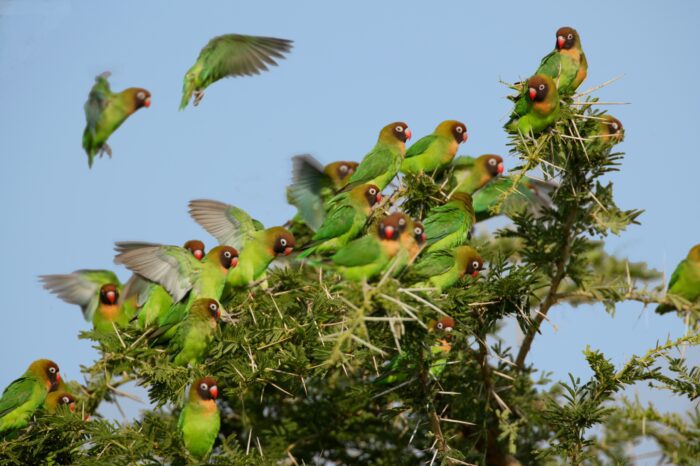 Zambia Birding Tours