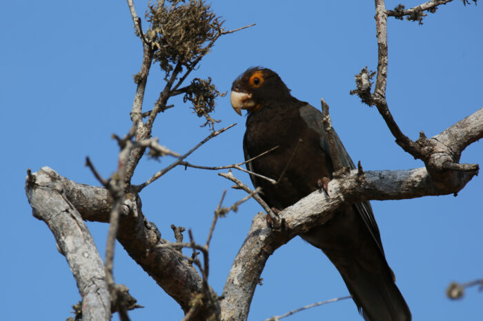 Masoala National Park Birding Tour