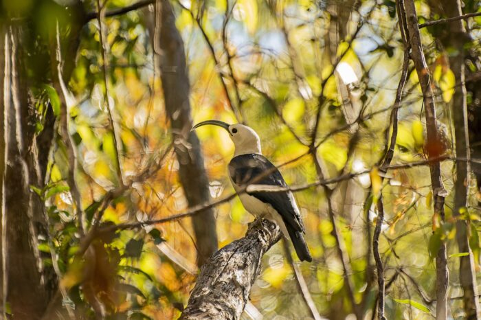 Madagascar Birding Tours