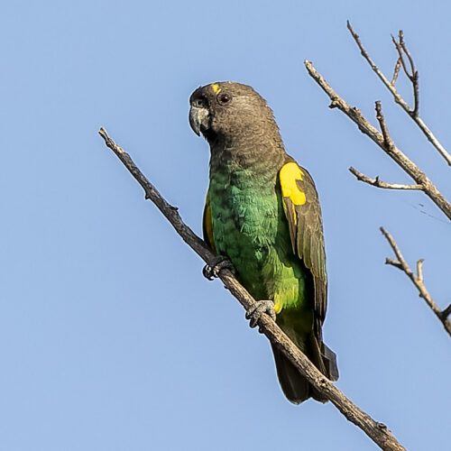Tanzania Endemics Birding Tour