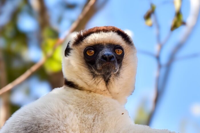 Best of Madagascar – Birds & Wildlife