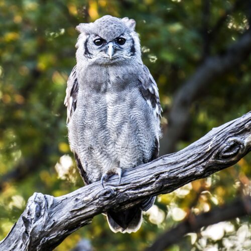 Botswana, Verreaux's Eagle-owl