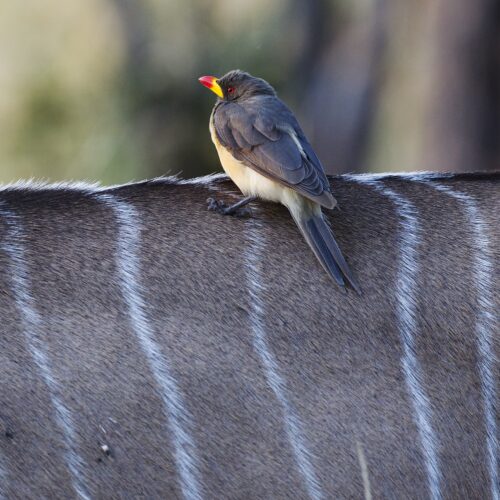 Botswana, Yellow-billed Oxpecker
