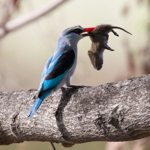 Botswana, Woodland Kingfisher