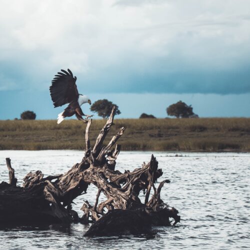 Chobe River Birding Tours