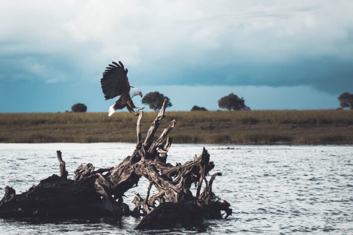 Okavango Delta & Chobe National Park Birding Tour