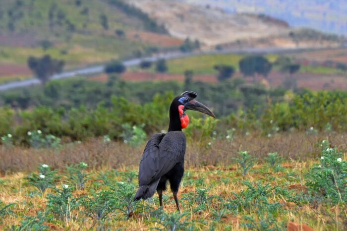 Ethiopia Birding Tours