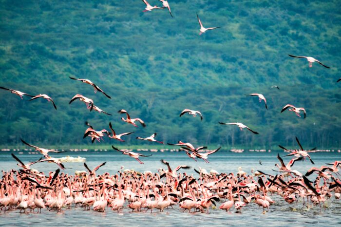Best of Kenya’s Rift Valley Lakes Birding Tour
