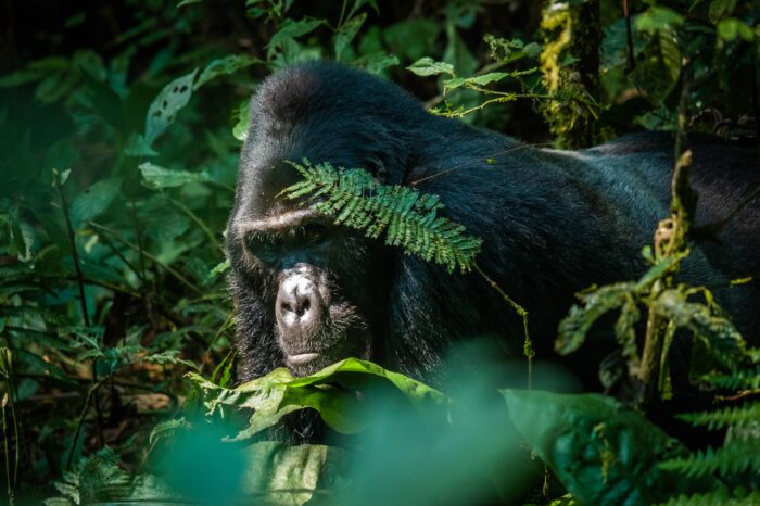 Uganda Birds, Gorillas & Chimpanzee Photography Tour