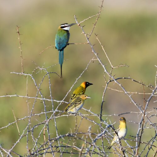 Kenya Birding Tours
