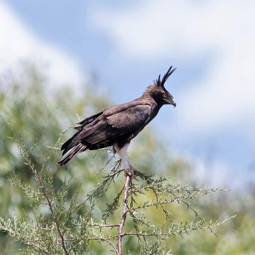 Kenya Bird Photography Tour