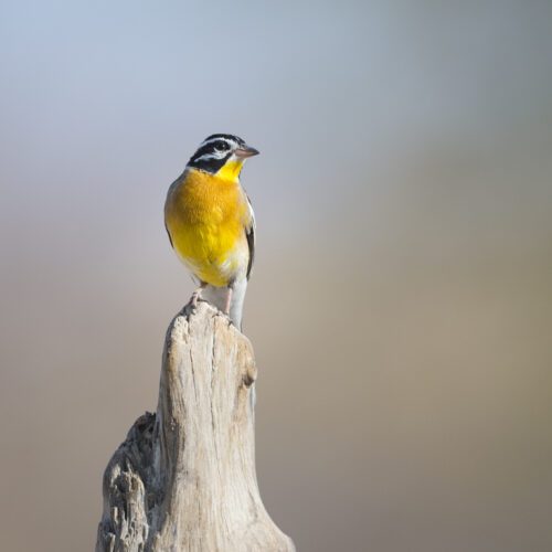 Namibia Birding Tours