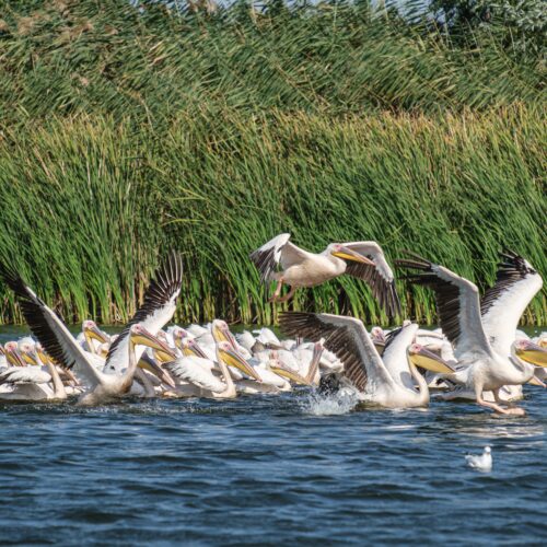Okavango Birding Tours