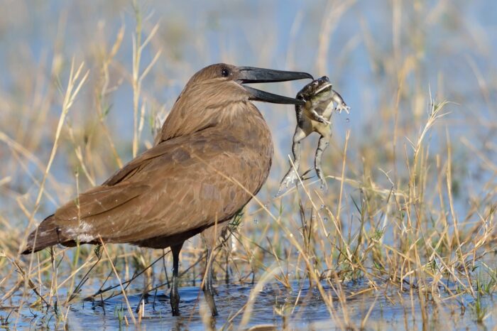 Okavango Delta Birding Tour