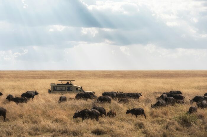 Serengeti, Ngorongoro Crater & Northern Parks Birding Tour