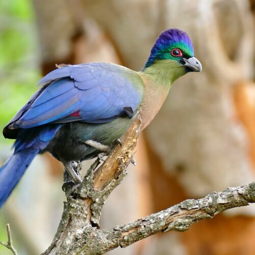 Zimbabwe endemics birding tour
