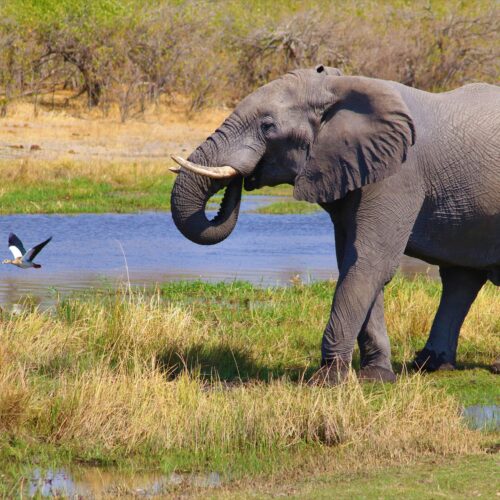 Okavango Delta Birding Tour