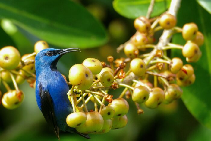 Low Season Special – Caribbean Elusive Birds