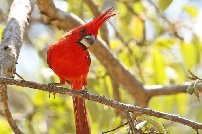 Central Andes & Northern Colombia Birding Tour