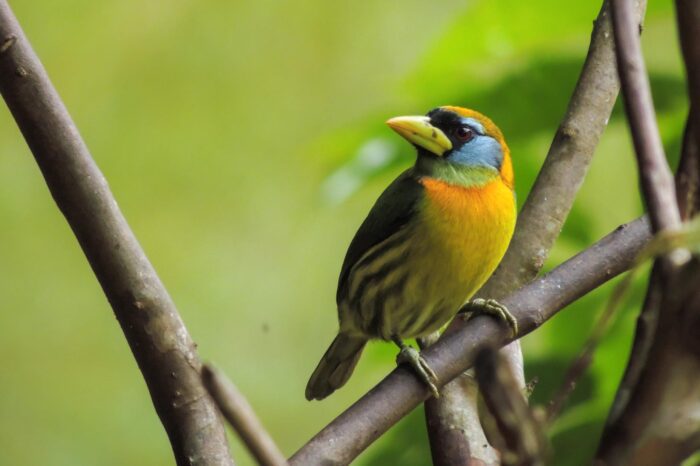 Colombia Birding Tour – Western & Central Andes – Birds & Coffee