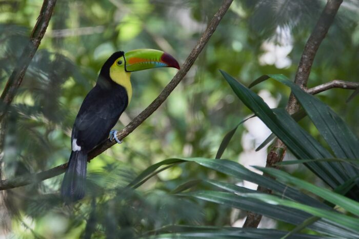 Best of Southern Costa Rica Birding Tour