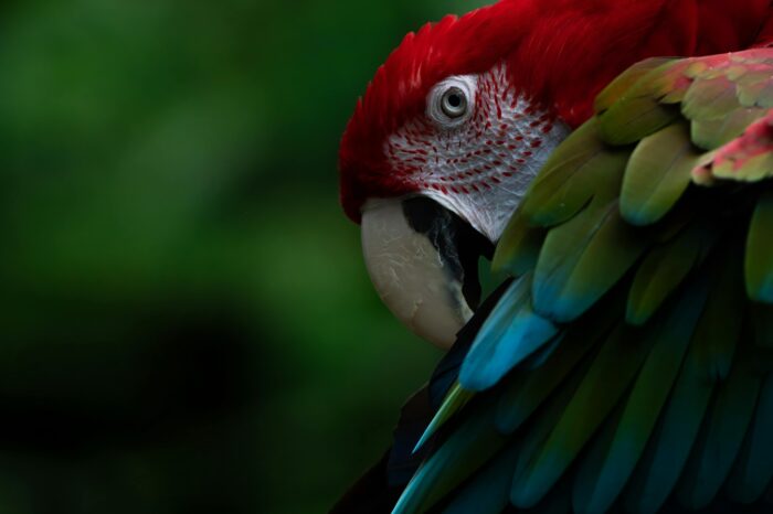 Ecuador & the Galápagos Islands Birding Tour