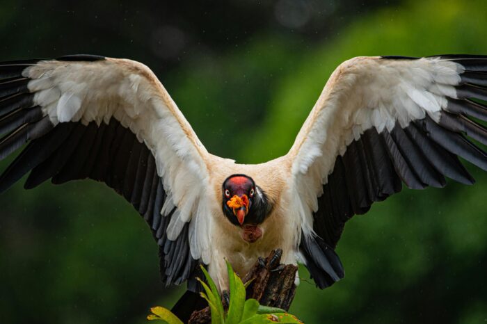 Costa Rica Bird Photography Tour
