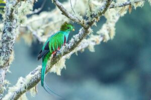 Costa Rica Birding Tours