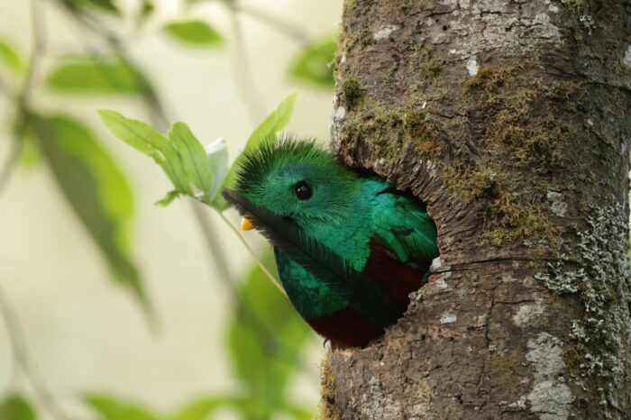 Costa Rica’s Rare Birds & Wildlife Special