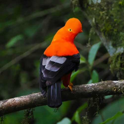 Colombia Birding Tours