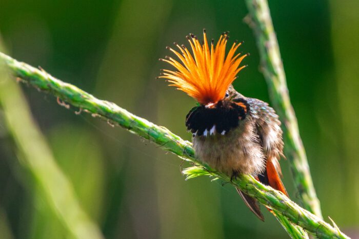 The Best of Southern & Northern Peru Birding Tour